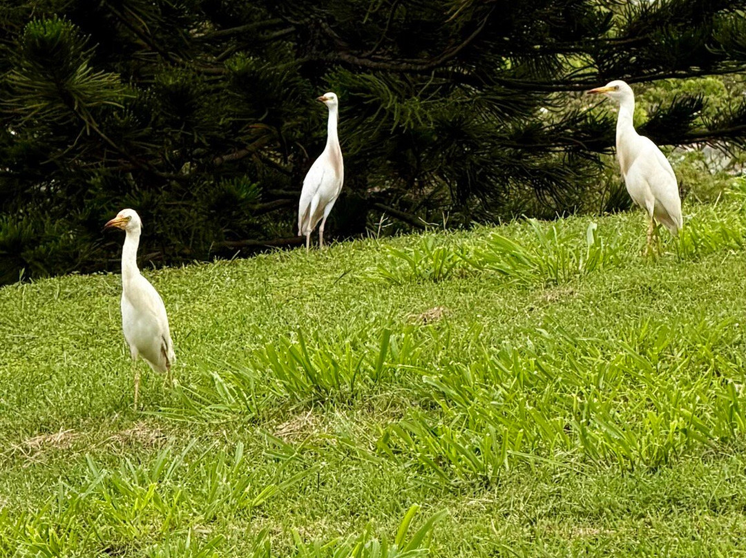 Central Oahu Regional Park-火奴鲁鲁必去景点
