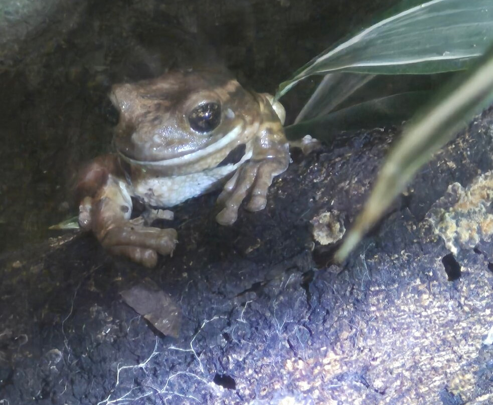 Ranario Monteverde Frog Pond-圣埃伦娜必去景点