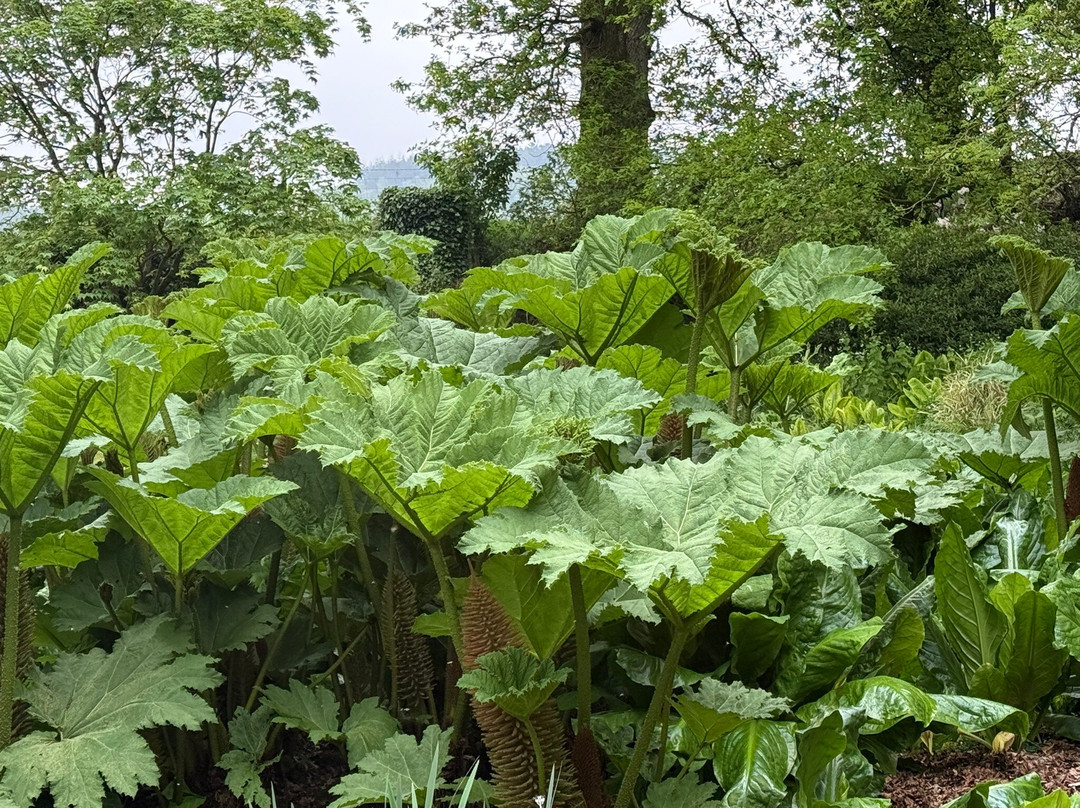 Burrow Farm Gardens-Dalwood必去景点