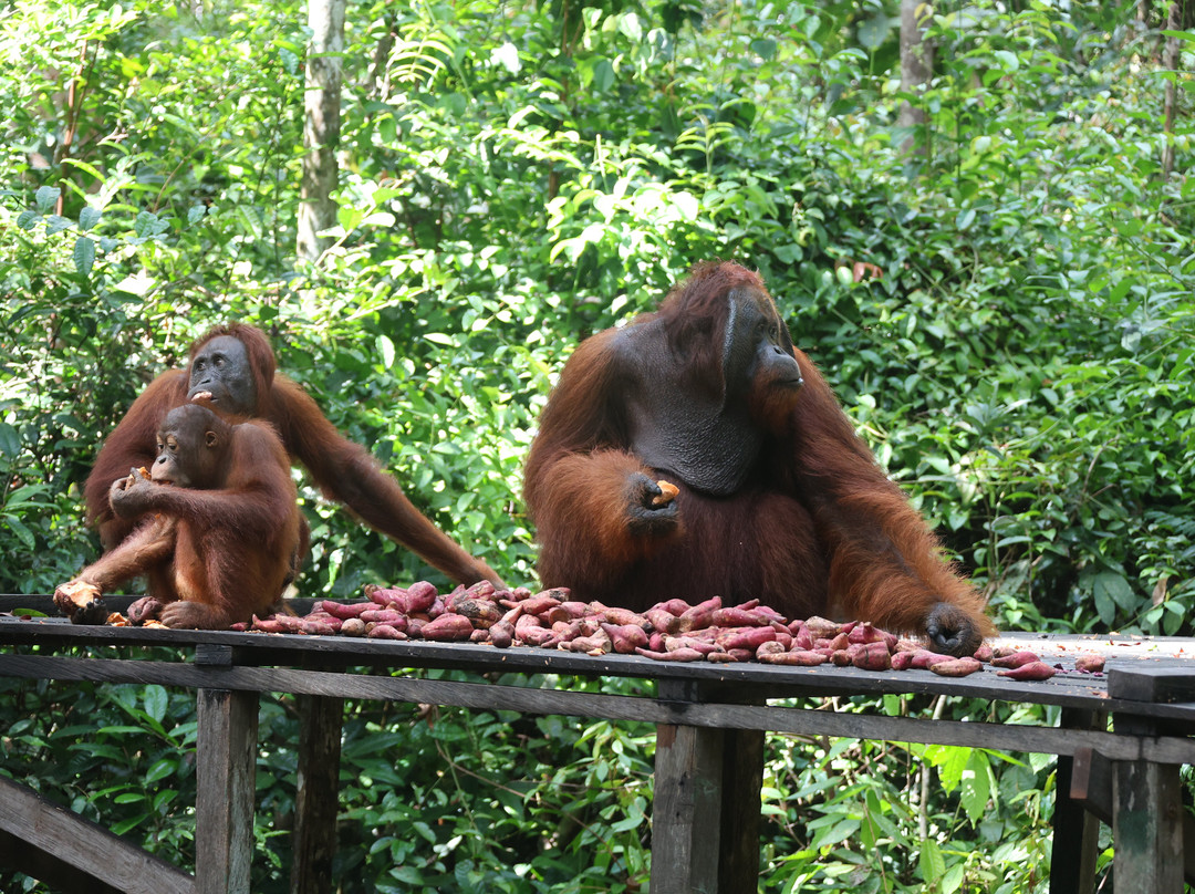 Local Guides - Tanjung Puting-Pangkalan Bun必去景点