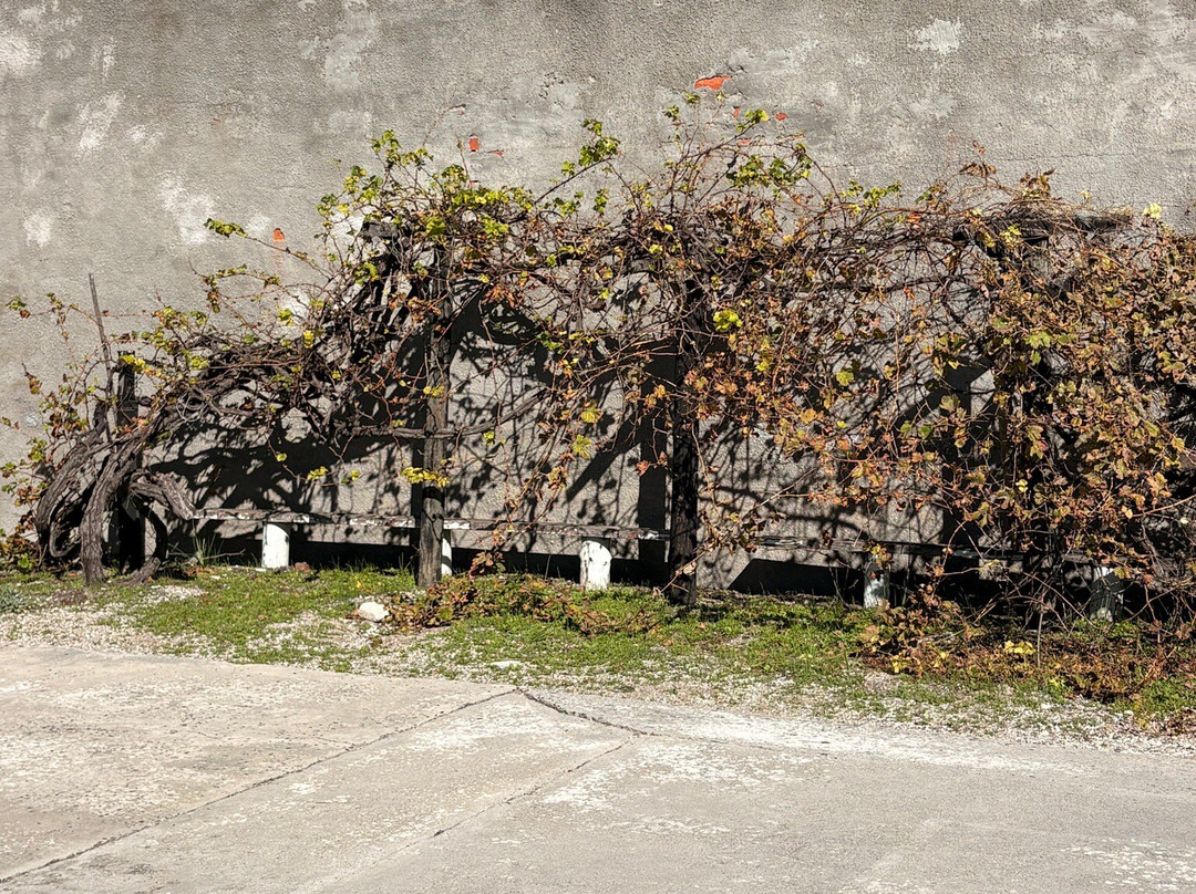 罗本岛-开普敦中心区必去景点