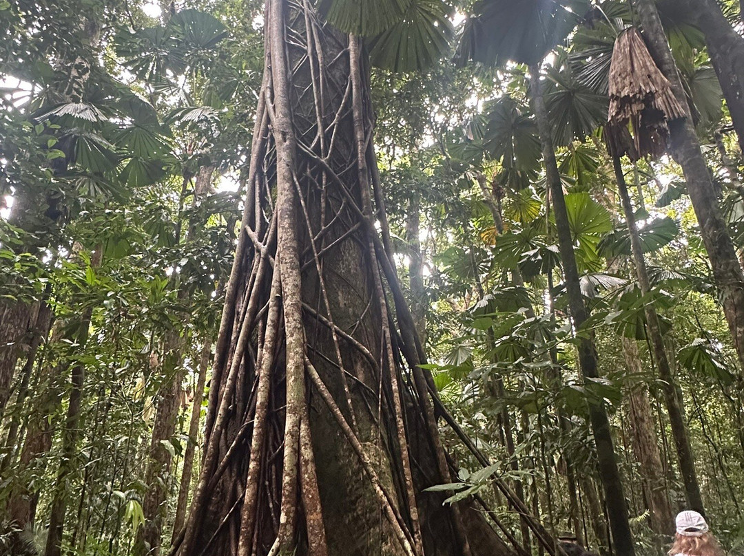 Daintree Rainforest Cooper Creek Wilderness-Cape Tribulation必去景点