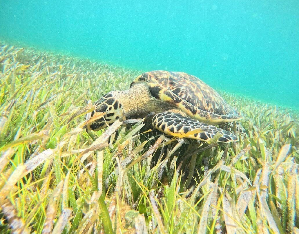 包括运输、船难、Cenote和珊瑚礁及海龟-坎昆必去景点