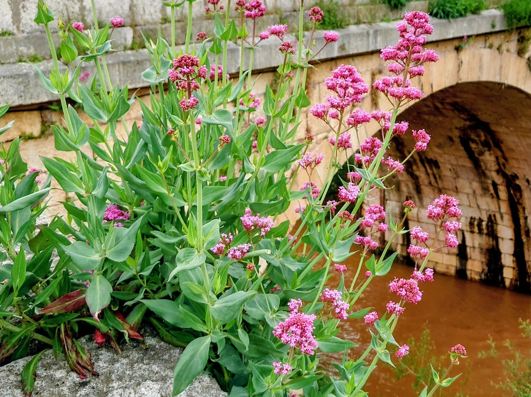 Colegiata de San Cosme y San Damian-Covarrubias必去景点