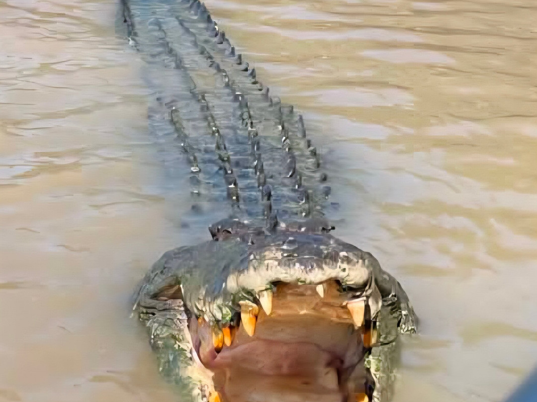 The Croc Bus-Adelaide River必去景点