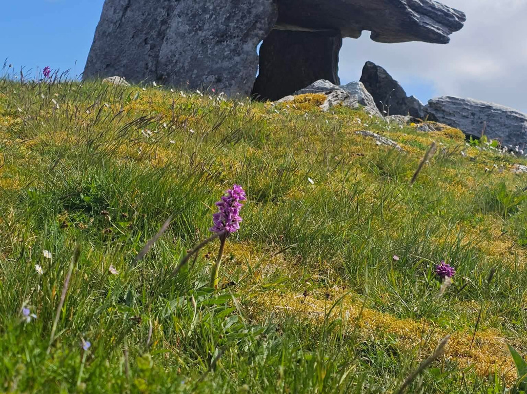 Poulnabrone Dolmen-克莱尔郡必去景点