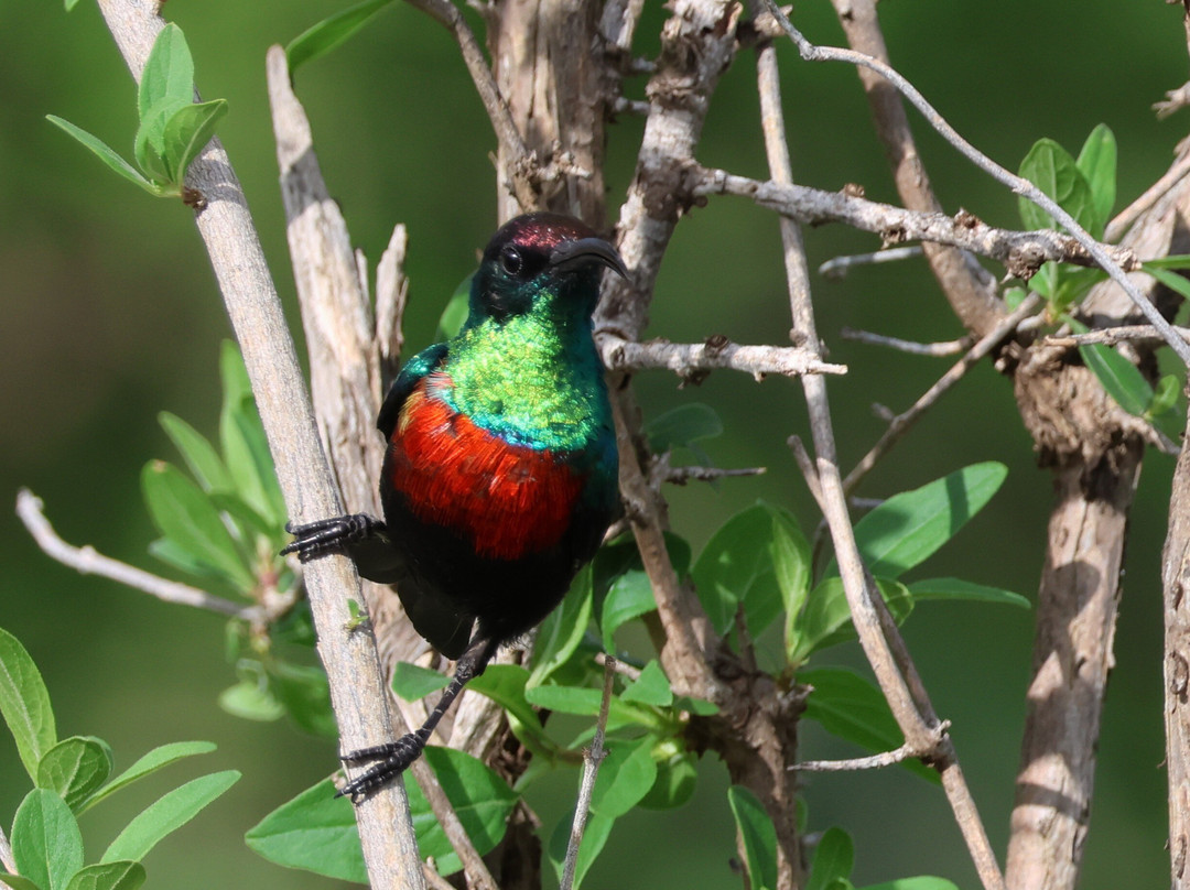 Samburu National Reserve-内罗毕必去景点