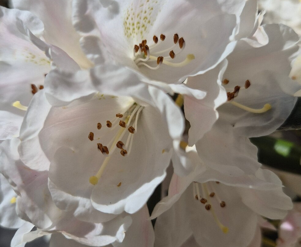 Bodnant Garden-Tal-y-Cafn必去景点