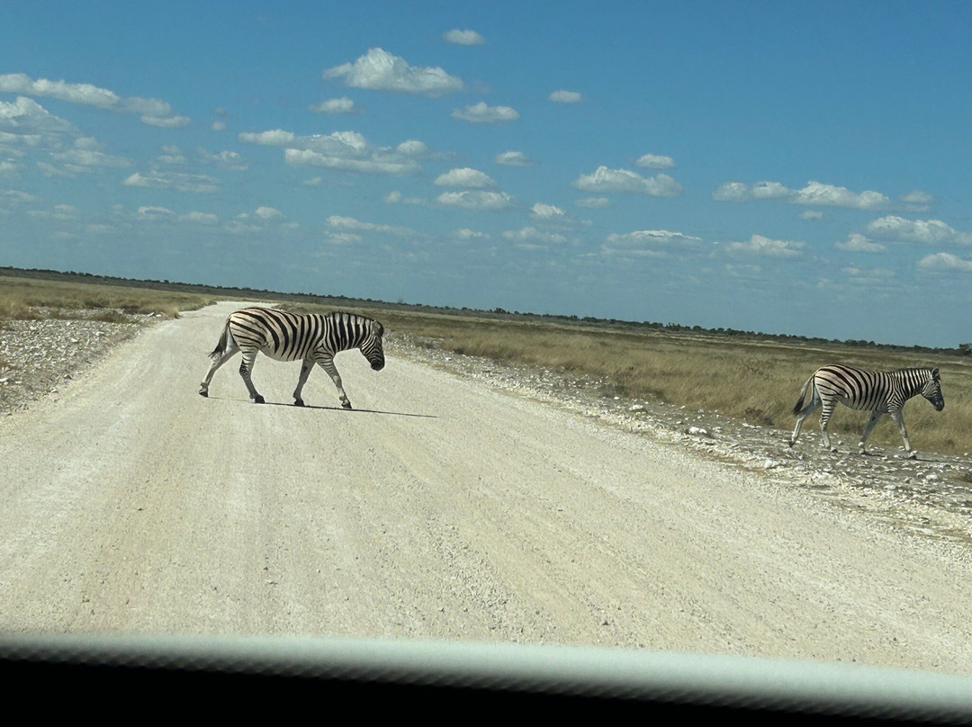 Born in Etosha Self-Drive Private Tours-Okaukuejo必去景点
