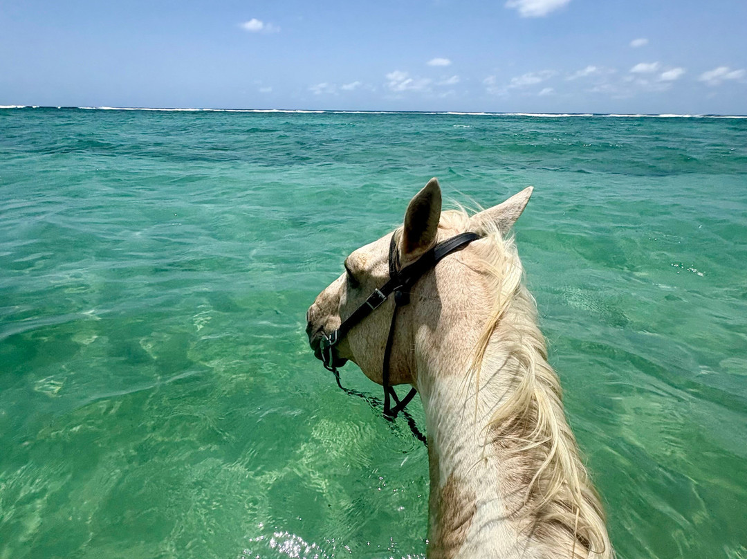Equus Rides Horseback Riding St. Croix-Frederiksted必去景点