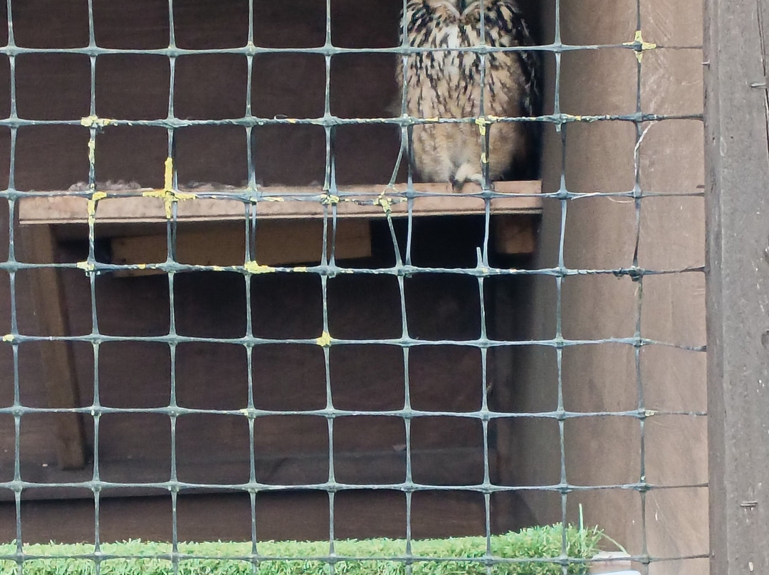 Burntwood Alpaca and Animal Experience-Burntwood必去景点