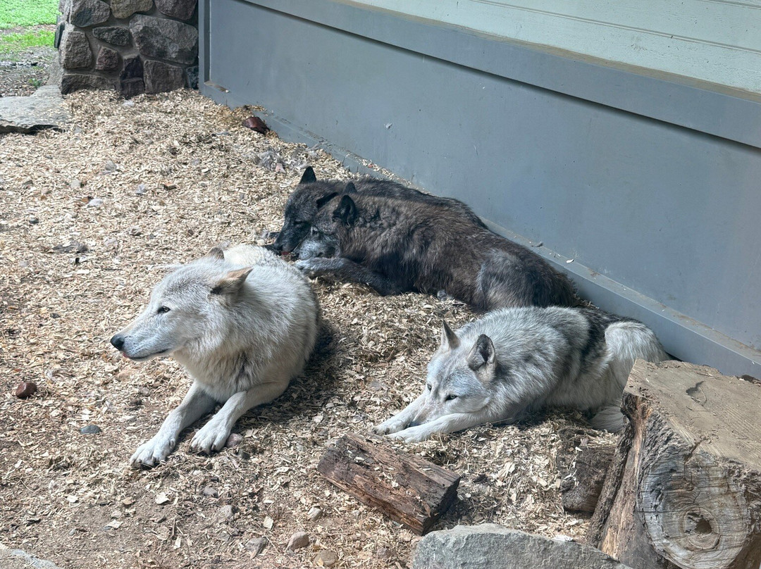 International Wolf Center-伊利必去景点