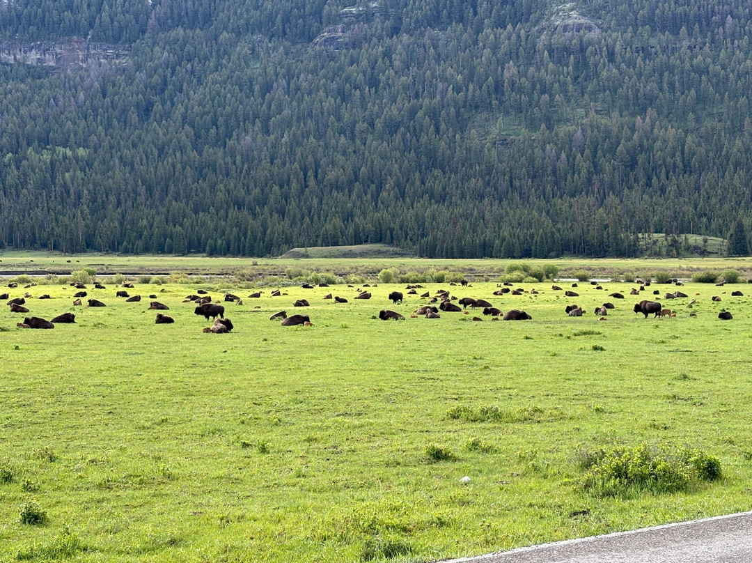 Yellowstone Wild-加德纳必去景点