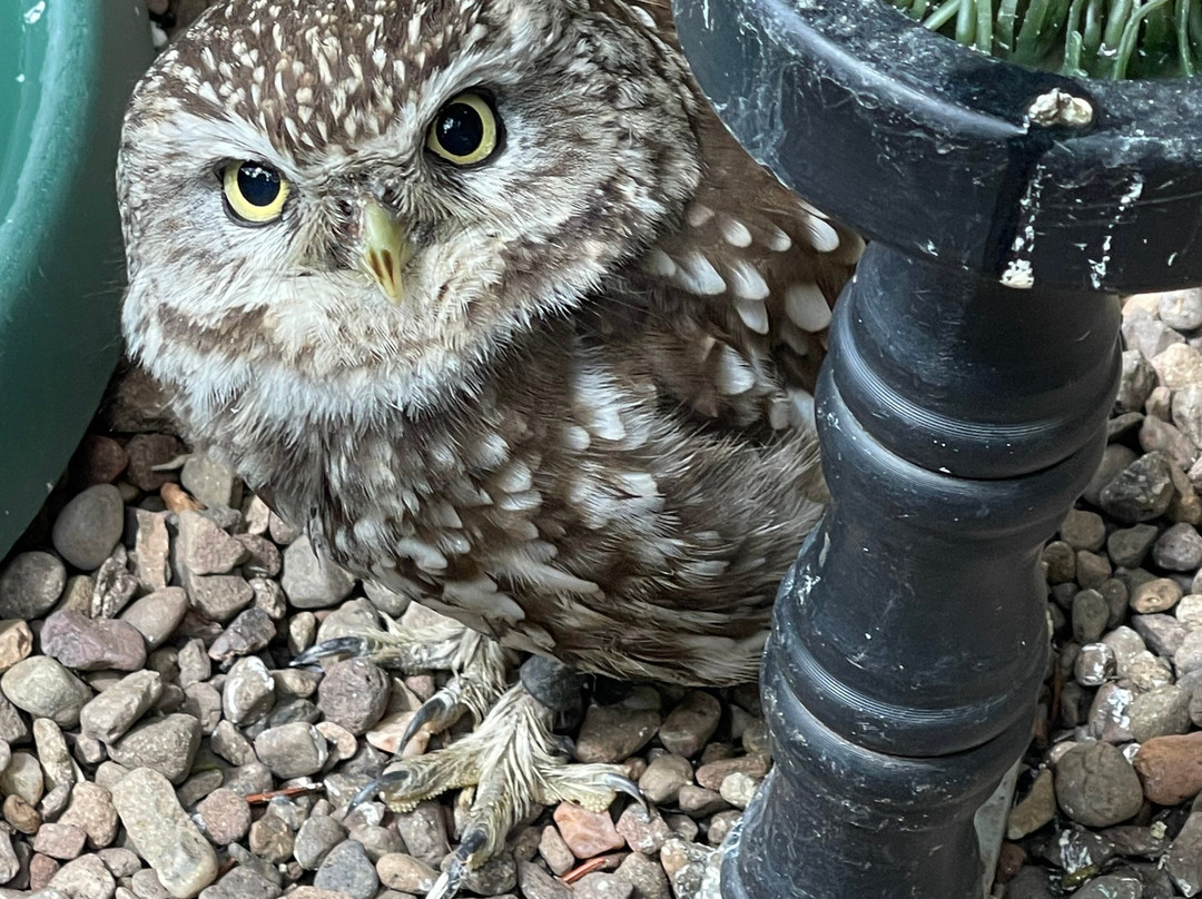 Dalhousie Castle Falconry-邦尼里格必去景点
