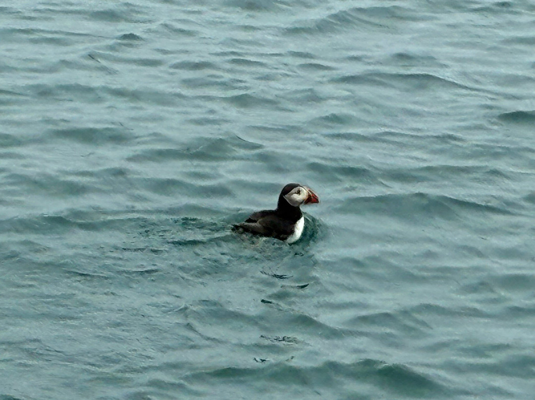 Pembrokeshire Islands Boat Trips-Skomer Island必去景点