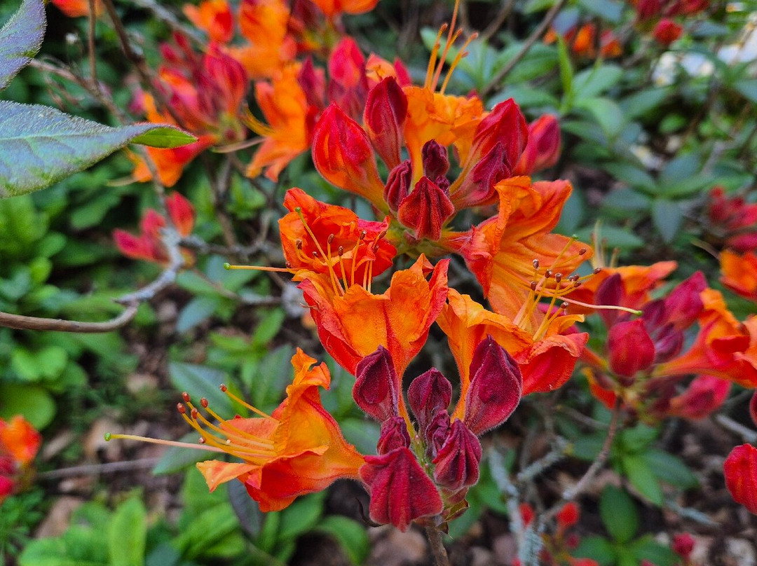 Arley Arboretum & Gardens-Upper Arley必去景点