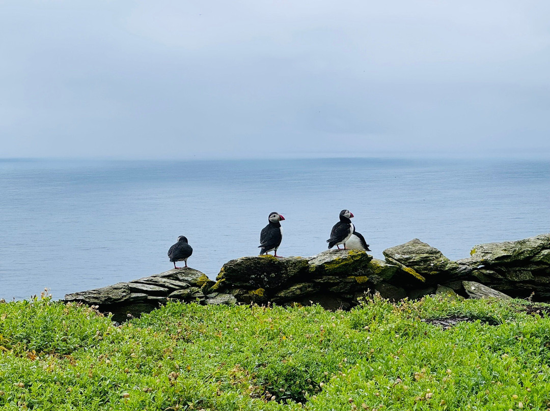 Skellig Falcon-Ballinskelligs必去景点