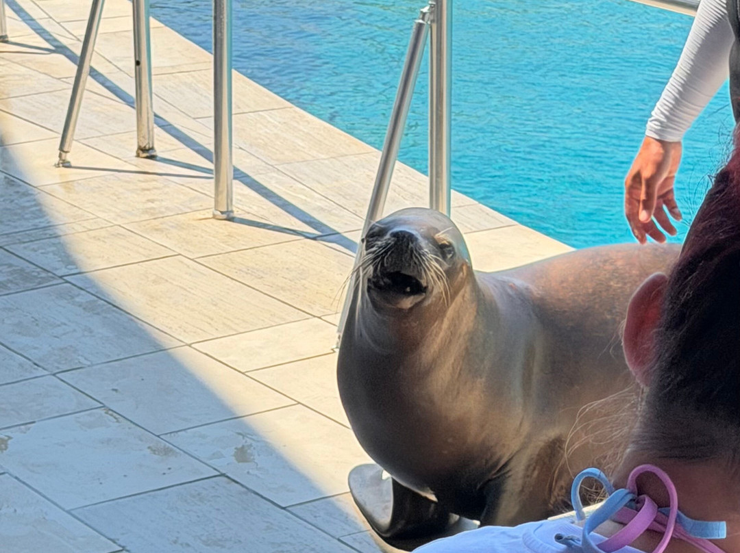 Sealanya Dolphinpark Seapark-蒂尔克莱尔必去景点
