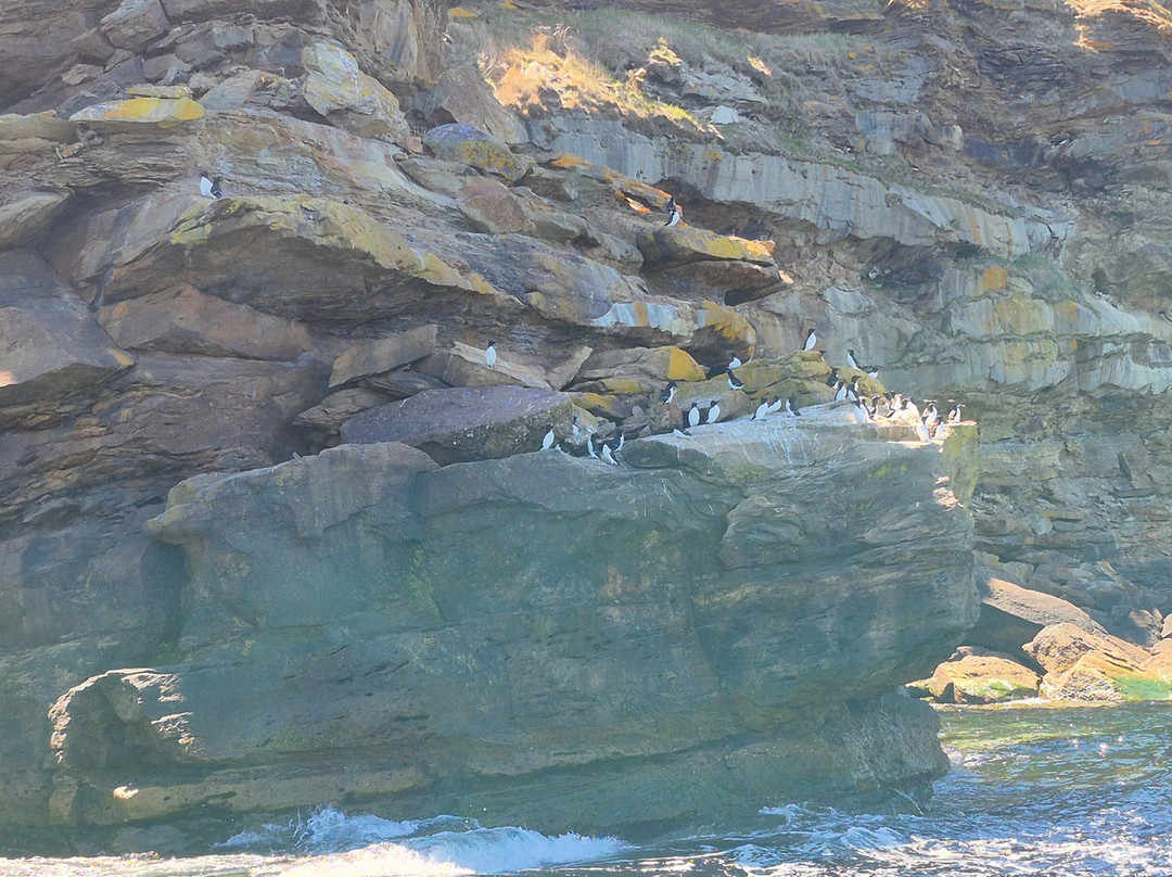 Bird Island Boat Tour-Big Bras d'Or必去景点