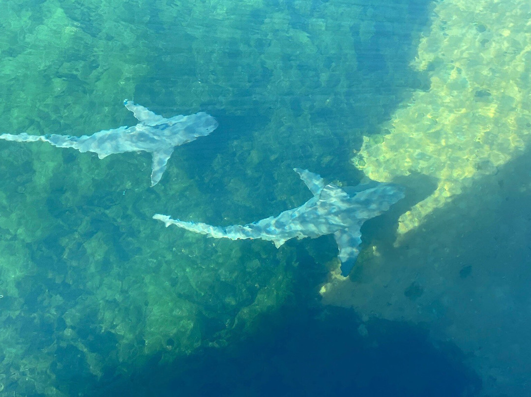 Ocean Park Aquarium-德纳姆必去景点