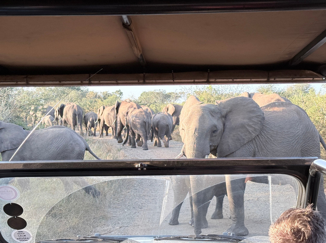 Honey Badger Safaris Kruger Tours-玛洛斯帕克必去景点
