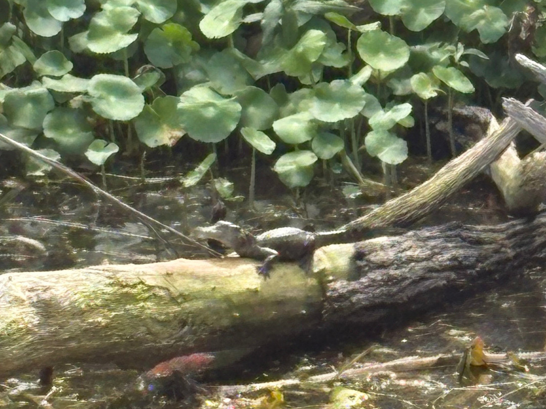 Tom and Jerry's Airboat Tours-Lake Panasoffkee必去景点