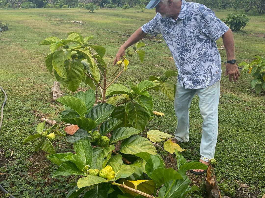 Hawaiian Organic Noni-基拉韦厄必去景点
