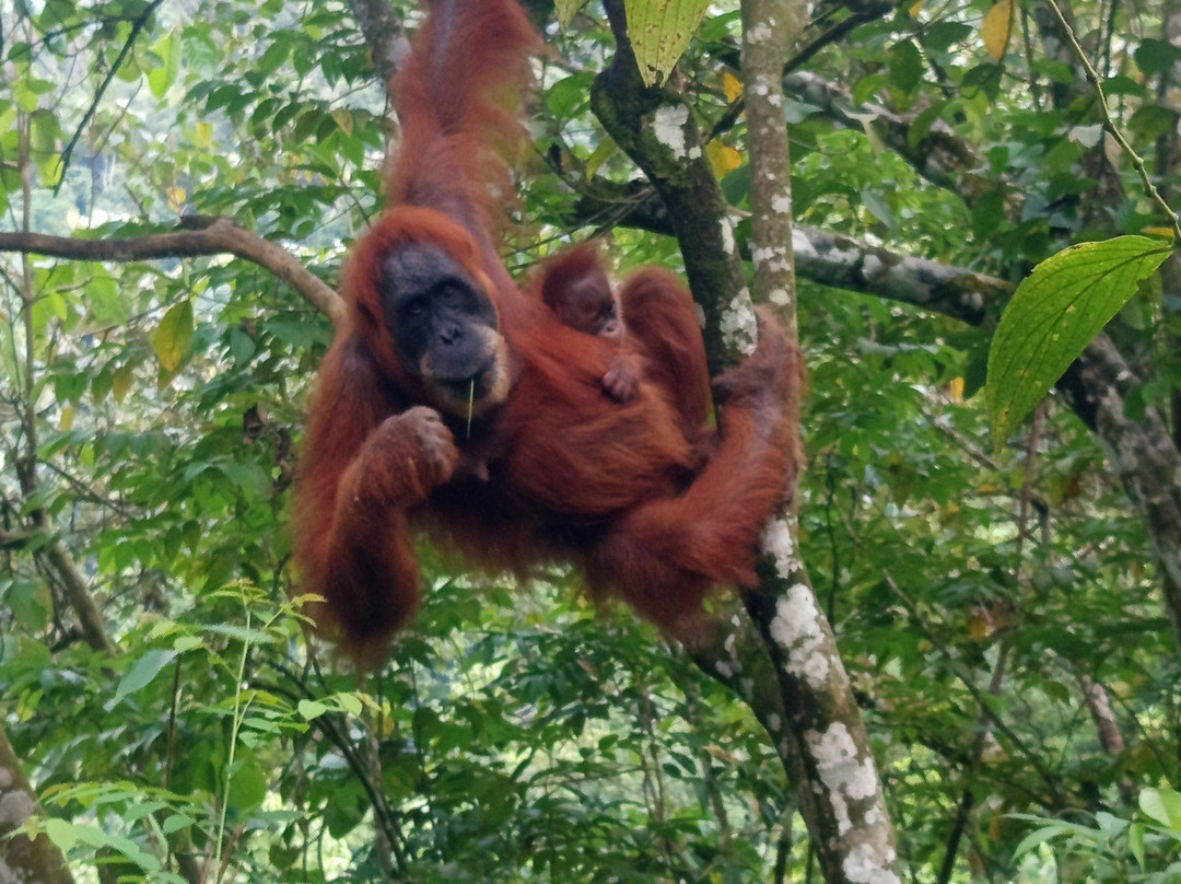 Bukit Lawang - Jungle Trekking Sumatra-武吉拉旺必去景点
