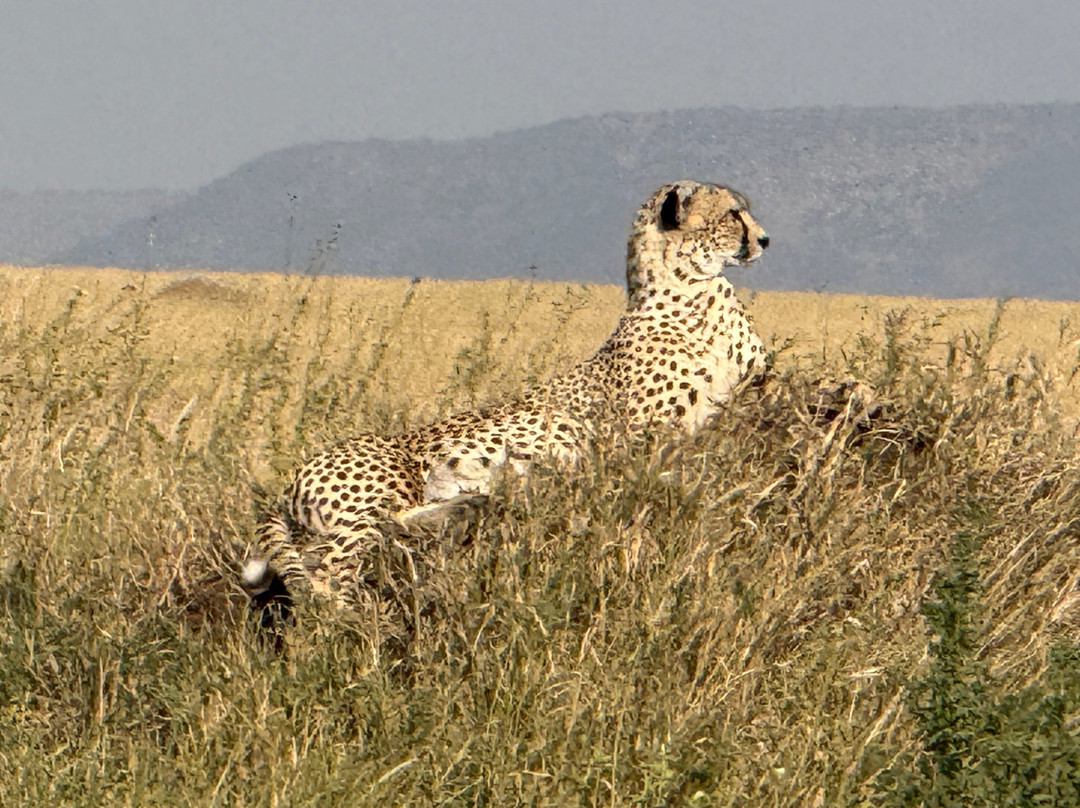 Zara Tanzania Adventures-莫西必去景点