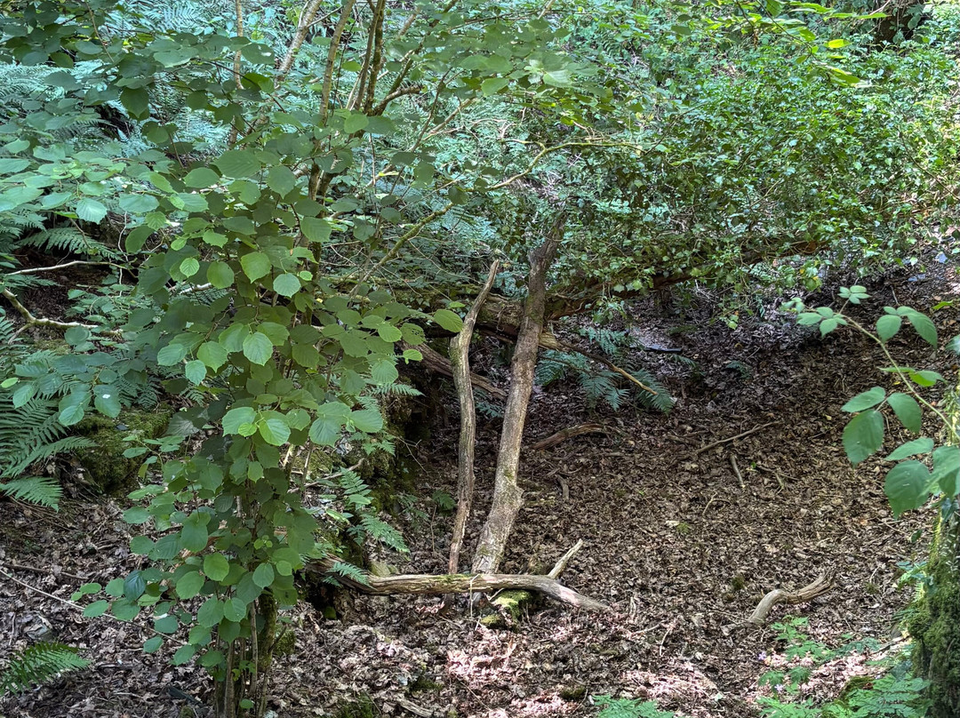Welsh Wildlife Centre-Cardigan必去景点