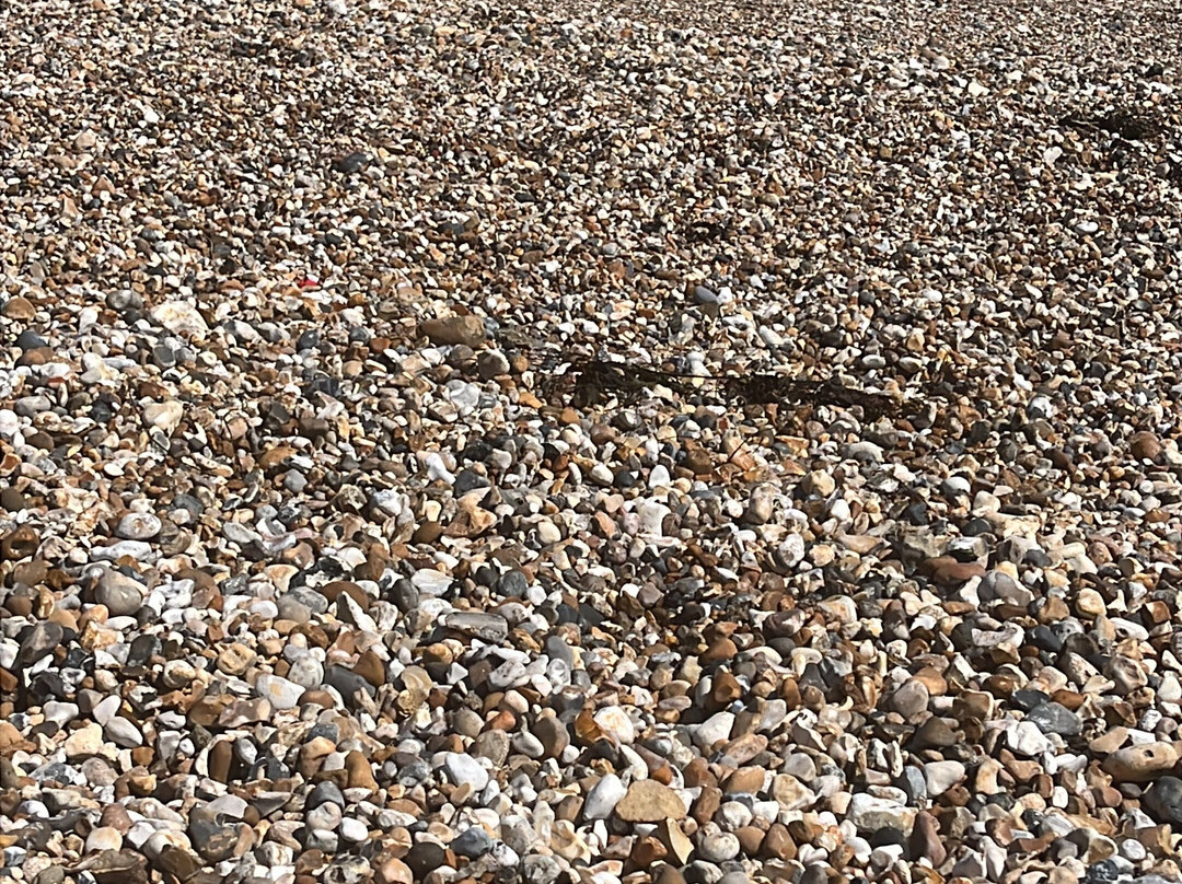 Pagham Beach-Pagham必去景点