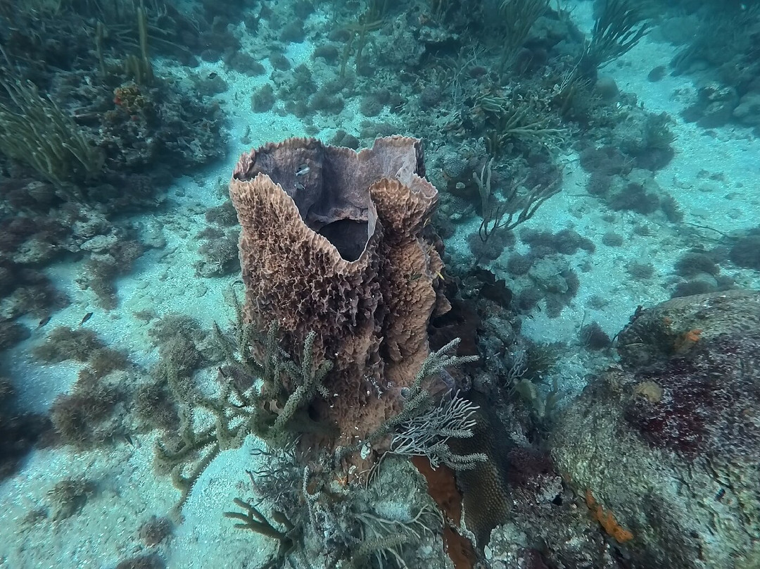 Nautilus Isla Fuerte-Isla Fuerte必去景点