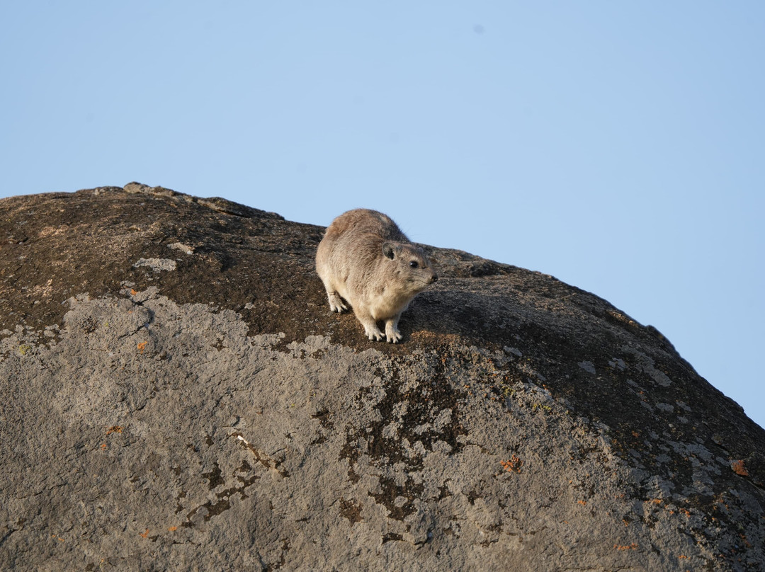 Great Serengeti Migration Safari Tour with TANZANIA SAFARI RADAR-Seronera必去景点