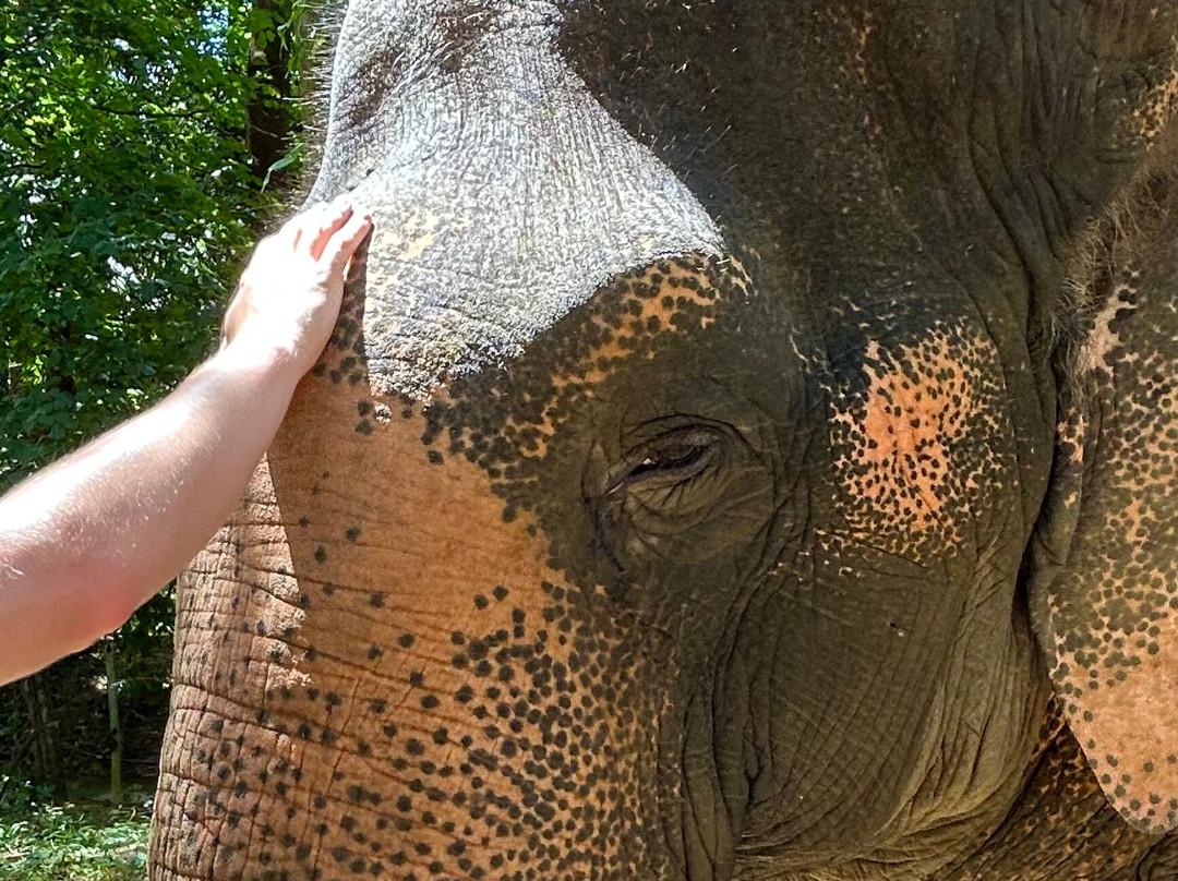 Khao Sok Elephant Sanctuary-拷索国家公园必去景点