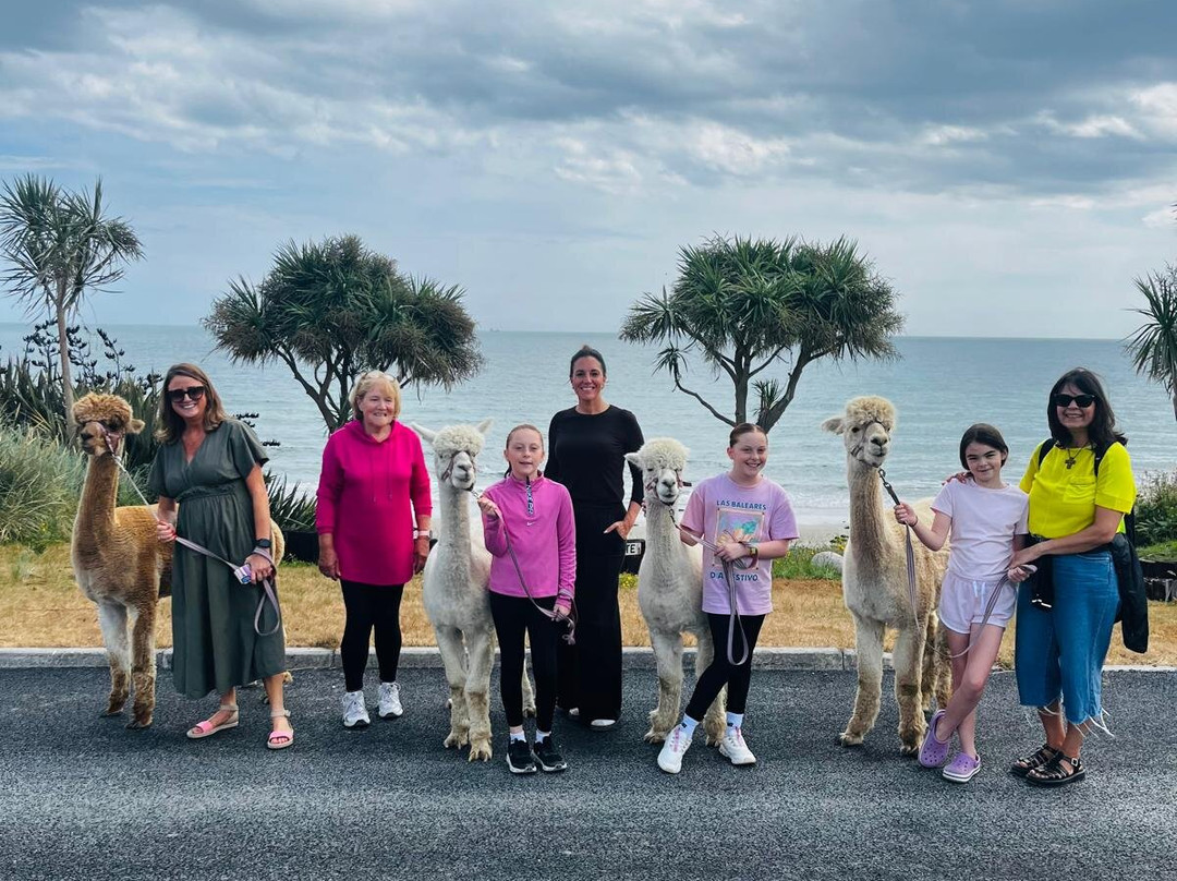 Cranfield Alpacas (alpaca Experiences In The Mournes).-Kilkeel必去景点