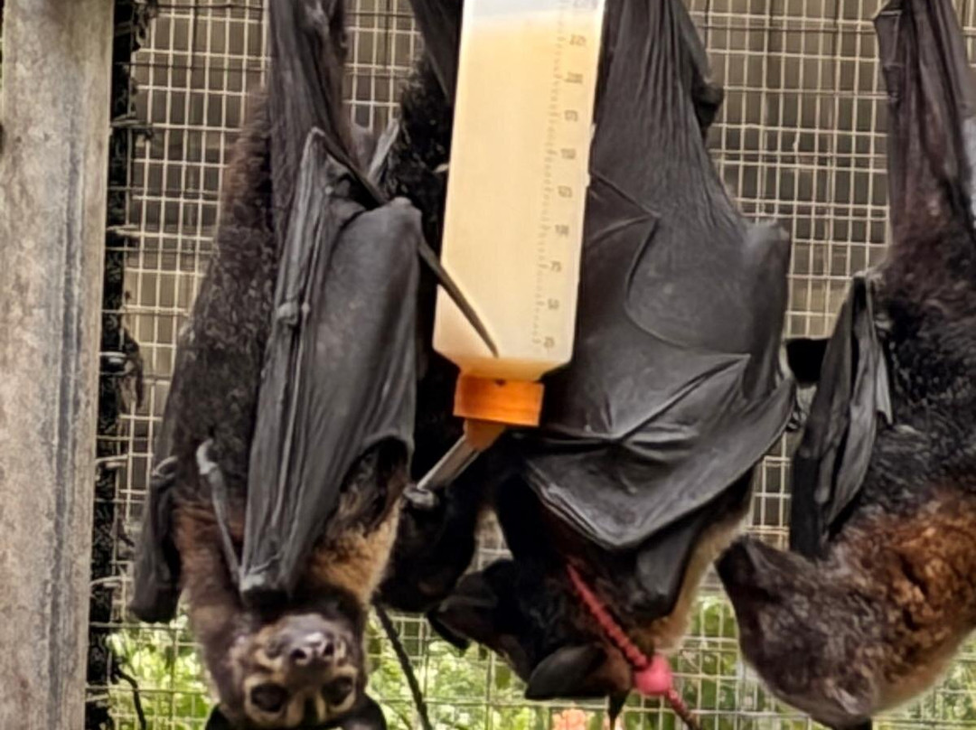 The Bat Hospital Visitor Centre- 阿瑟顿必去景点