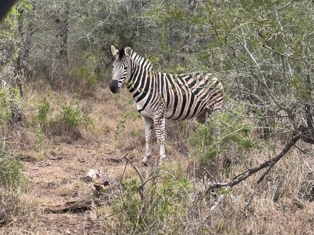 Hluhluwe - iMfolozi Park Wilderness Area-Hluhluwe Game Reserve必去景点
