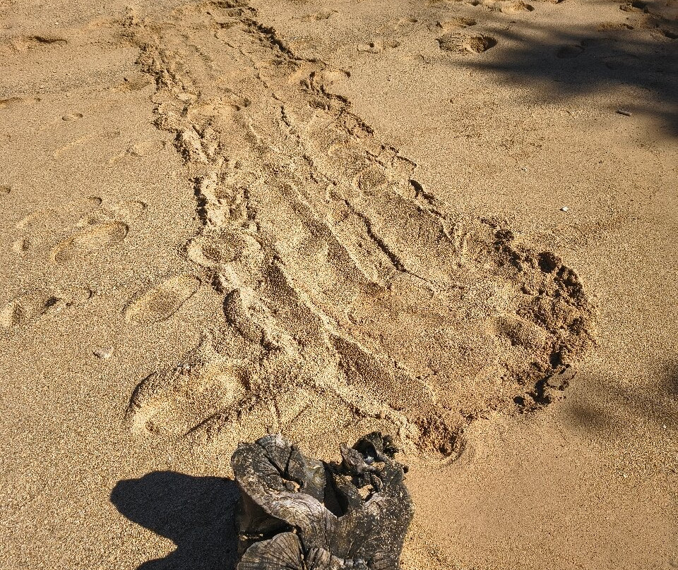 Kanaha Beach Park-卡胡卢伊必去景点