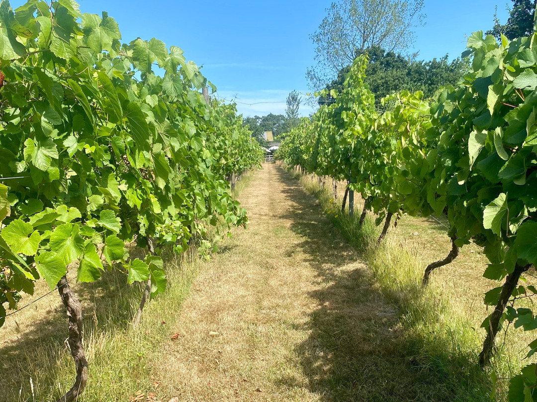 Setley Ridge Vineyard