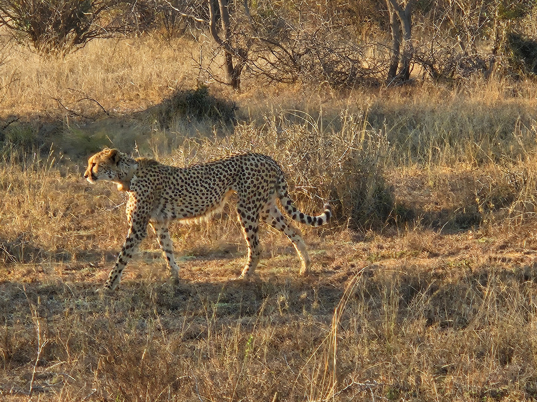 Rhino Africa Safaris-开普敦中心区必去景点