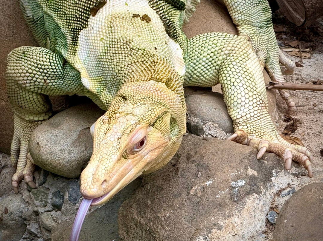 Parque Reptilandia-主日镇必去景点