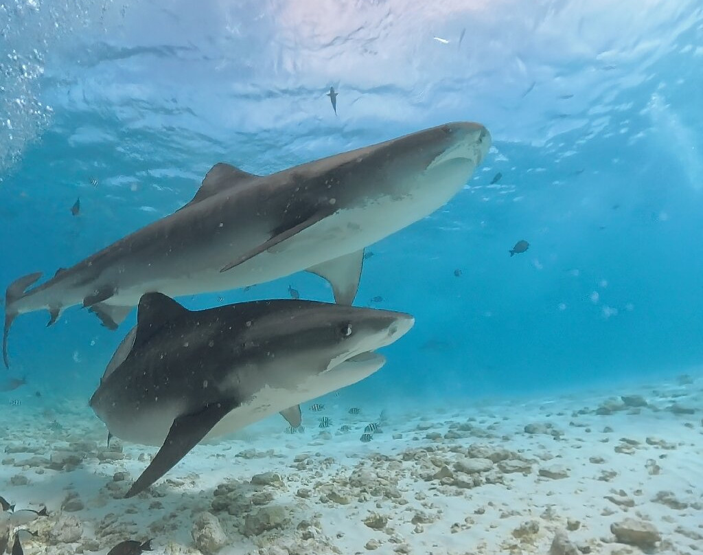 Pelagic Divers Fuvahmulah-Fuvahmulah必去景点