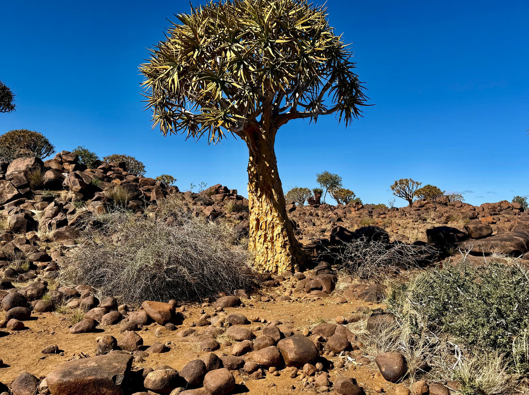 Quivertree Forest and Giant's Playground-Keetmanshoop必去景点