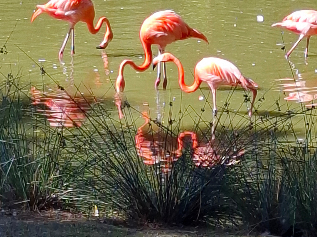 Parc Animalier et Botanique de Branféré-Le Guerno必去景点