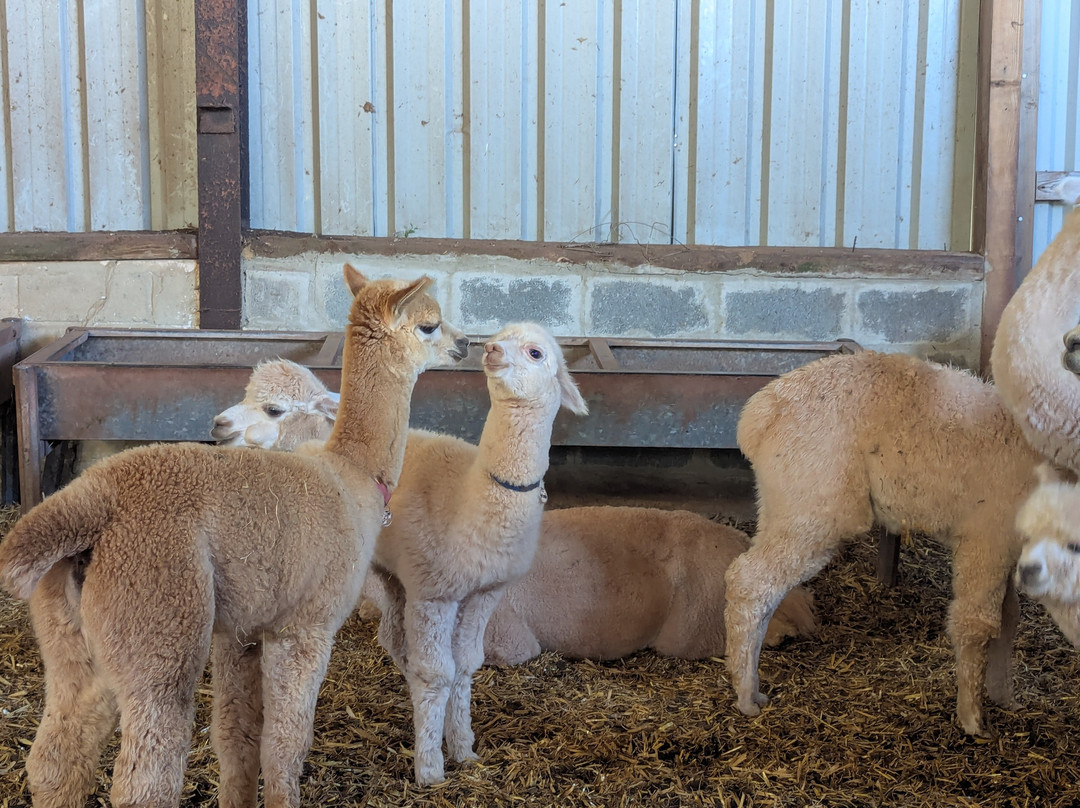 Pembrokeshire Alpaca Trekking-腾比必去景点