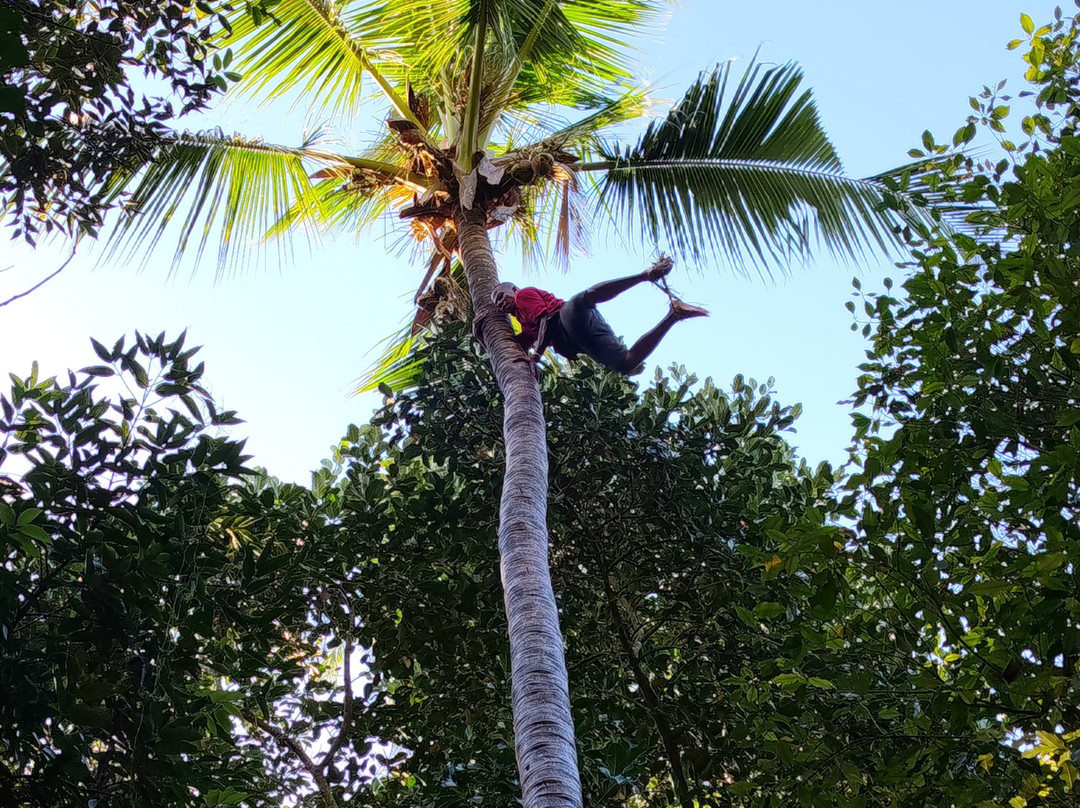 Jambo Spice Farm-桑给巴尔市必去景点