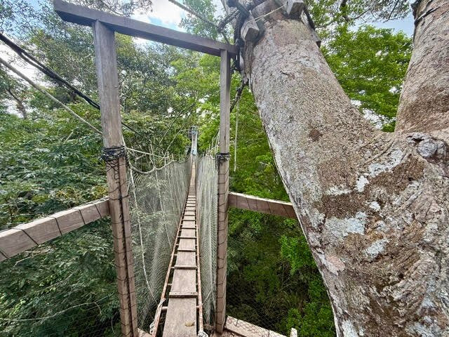 Canopy Walkway-伊基托斯必去景点
