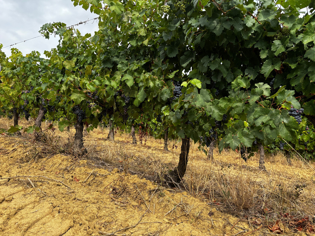 Domaine de La Higuere , Vignobles Esquiro