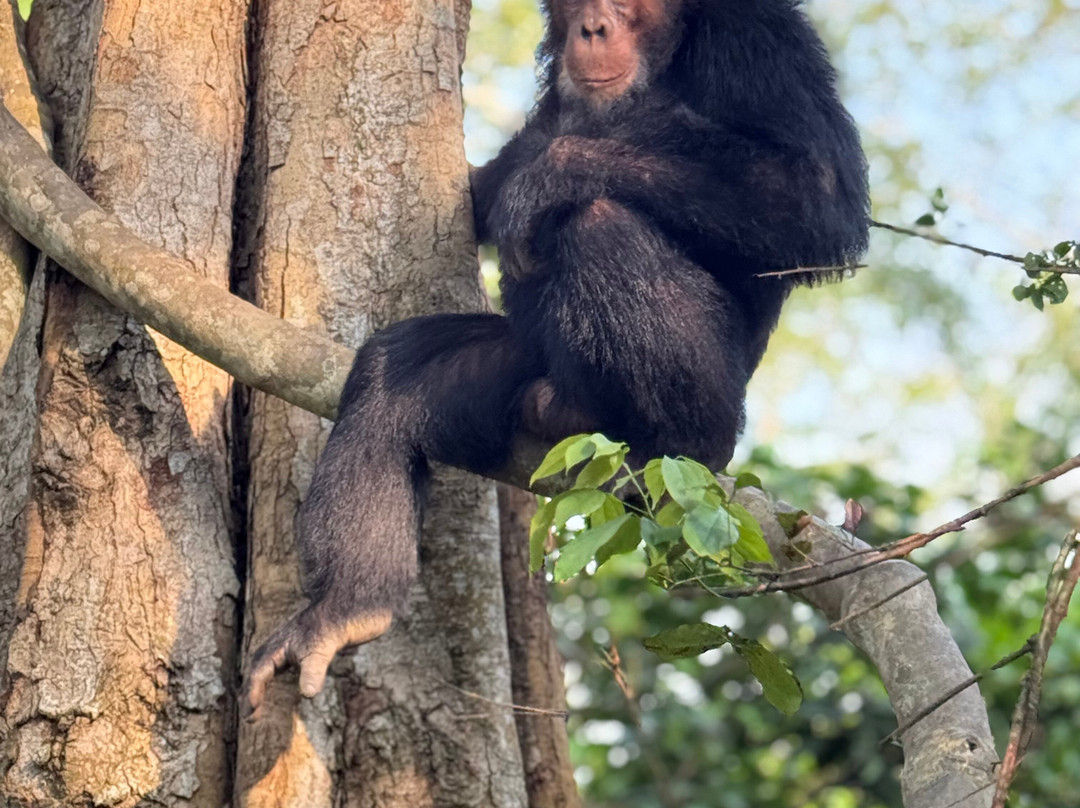 Kyambura Game Reserve (Kyambura Gorge)-伊丽莎白女王国家公园必去景点