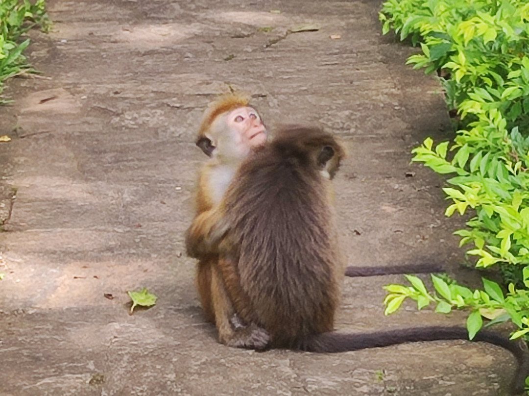 Ceylon Travel Lanka-Minuwangoda必去景点